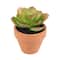Mini Premade Succulents in Terra Cotta Pots, 6ct. by Ashland®